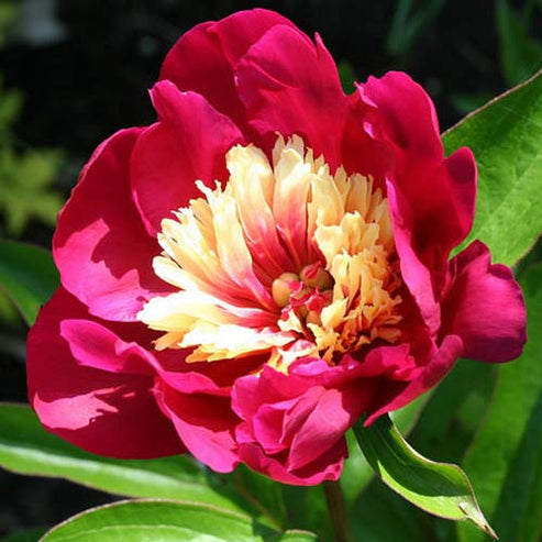 'TOP HAT' Peony (Paeonia lactiflora x 'top hat') – Champlain Peony Company