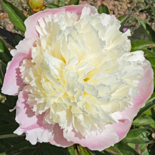 'TOUCH OF CLASS' Peony (Paeonia lactiflora x 'touch of class')