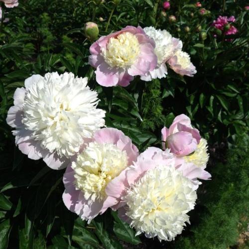 Пион тач оф класс фото TOUCH OF CLASS' Peony (Paeonia lactiflora x 'touch of class') - Champlain Peony 