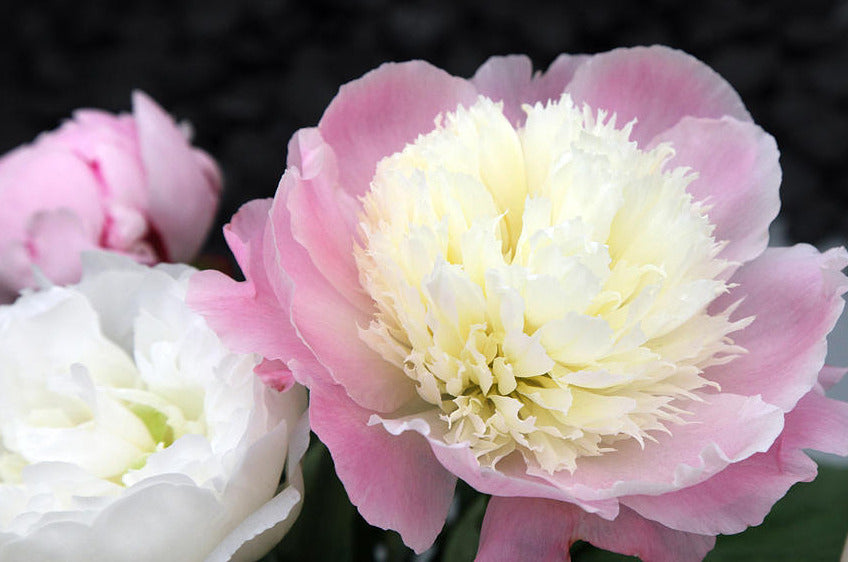 'TOUCH OF CLASS' Peony (Paeonia lactiflora x 'touch of class')