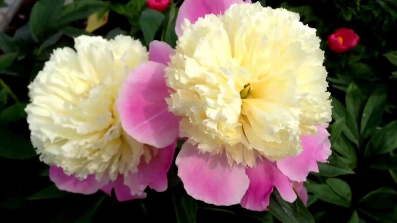 'TOUCH OF CLASS' Peony (Paeonia lactiflora x 'touch of class')