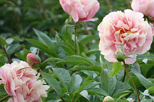 'TRIPHENA PARKIN' Peony (Paeonia x lactiflora 'triphena parkin')