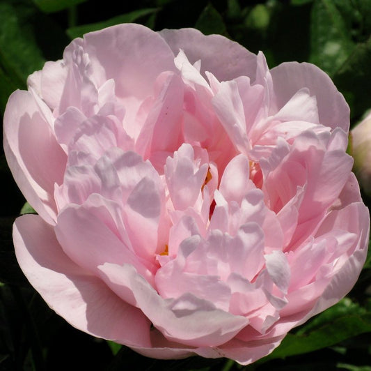 'PINK VANGUARD' Peony (Paeonia x lactiflora 'pink vanguard')