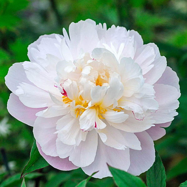 'VOGUE' Peony (Paeonia lactiflora x 'vogue') – Champlain Peony Company