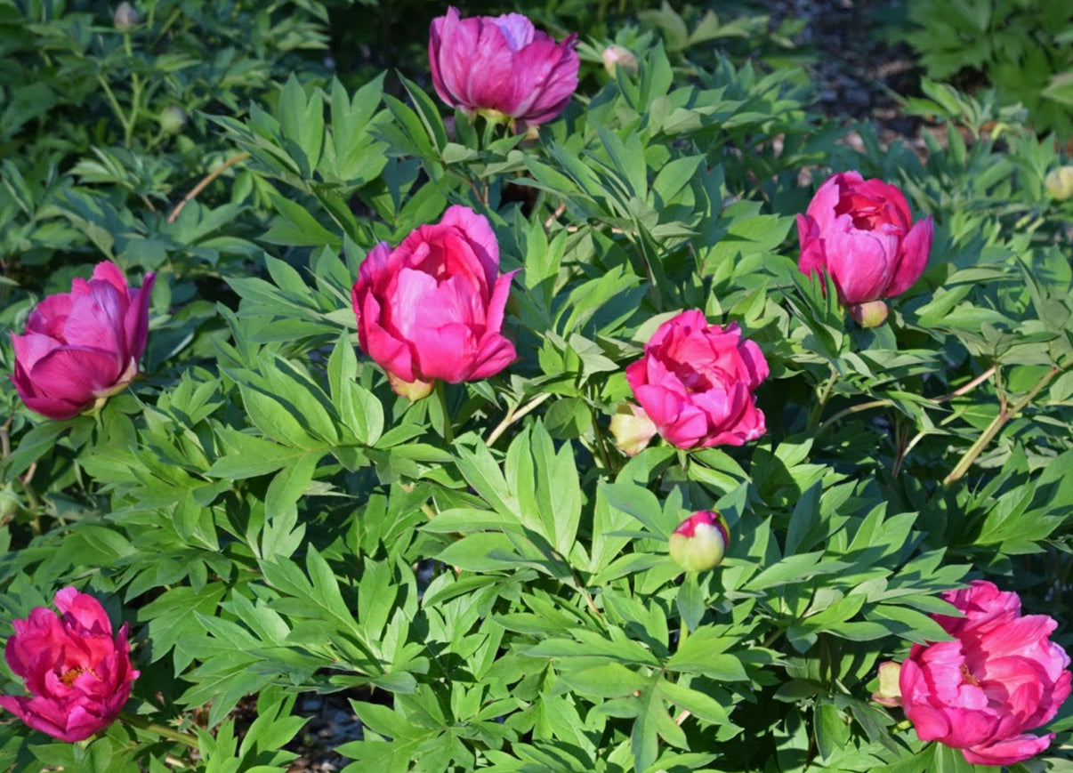 'WATERMELON WINE' Itoh Peony (Paeonia x intersectional 'watermelon win ...