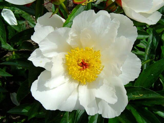 'WHITE WINGS' Peony (Paeonia lactiflora x 'white wings')