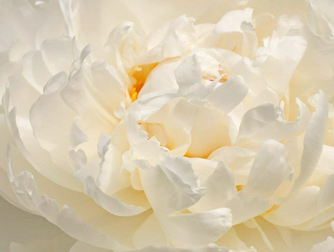 'WHITE BEAUTY' Peony (Paeonia lactiflora x 'white beauty')