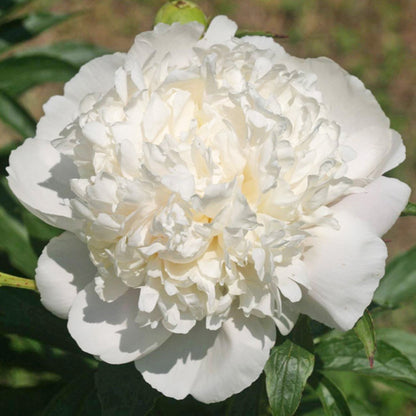 'WHITE CHARM' Peony (Paeonia lactiflora x 'white charm')