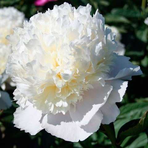 'WHITE CHARM' Peony (Paeonia lactiflora x 'white charm')
