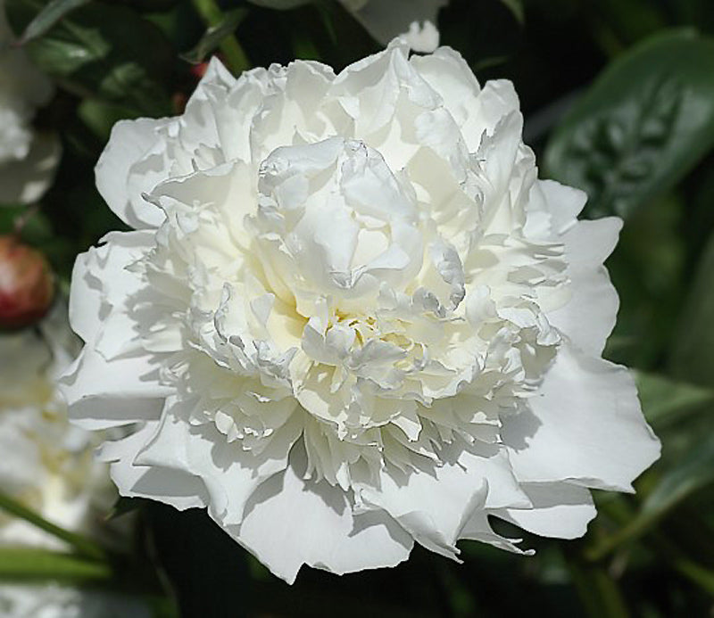 'WHITE FROST' Peony (Paeonia lactiflora x 'white frost')