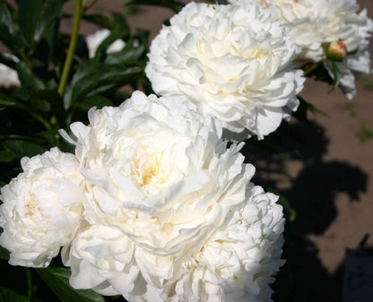 'WHITE FROST' Peony (Paeonia lactiflora x 'white frost')