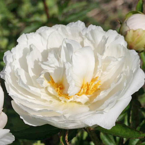 'WHITE GRACE' Peony (Paeonia lactiflora x 'white grace')