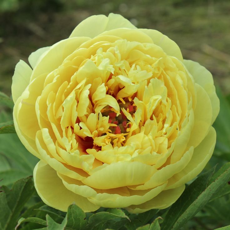 'SONOMA YEDO' Itoh Peony (Paeonia x intersectional 'sonoma yedo')