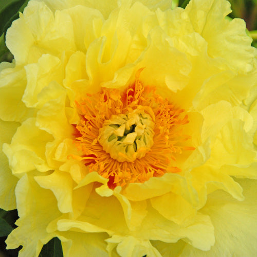 'YELLOW DREAM' Itoh Peony (Paeonia x intersectional 'yellow dream ...